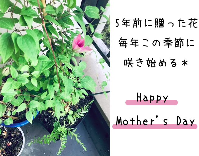 母の日の花